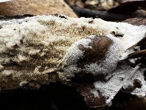  ( - FDS-CA-04336)  @11 [ ] by-nc (2024) Aaron Tupac Fungal Diversity Survey