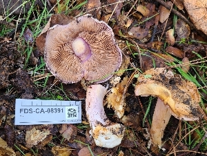  (Calonarius intricatus - FDS-CA-08391)  @11 [ ] by-nc (2025) Fresno Mycology Society Fungal Diversity Survey