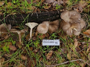  (Gerronema atrialbum - FDS-CA-08393)  @11 [ ] by-nc (2025) Fresno Mycology Society Fungal Diversity Survey