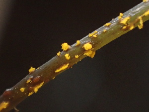  (Hyalopsora - FDS-CA-08246)  @11 [ ] by-nc (2025) Damon Tighe Fungal Diversity Survey