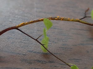  ( - FDS-CA-08246)  @11 [ ] by-nc (2025) Damon Tighe Fungal Diversity Survey