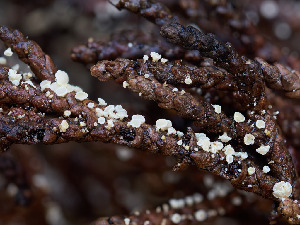  ( - FDS-CA-07470)  @11 [ ] by (2025) Justin Paulin Fungal Diversity Survey