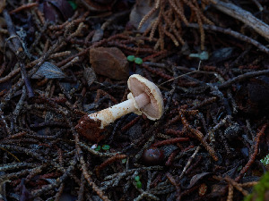  (Agaricus sp. CA02 x CA03 - FDS-CA-07460)  @11 [ ] by (2025) Justin Paulin Fungal Diversity Survey