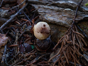  ( - FDS-CA-07460)  @11 [ ] by (2025) Justin Paulin Fungal Diversity Survey