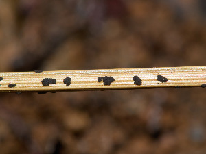  (Arthrinium sporophleum - FDS-CA-07461)  @11 [ ] by (2025) Justin Paulin Fungal Diversity Survey