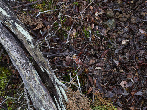  ( - FDS-CA-07468)  @11 [ ] by (2025) Justin Paulin Fungal Diversity Survey