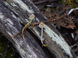  ( - FDS-CA-07468)  @11 [ ] by (2025) Justin Paulin Fungal Diversity Survey