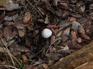  ( - FDS-CA-06677)  @11 [ ] by (2025) Justin Paulin Fungal Diversity Survey