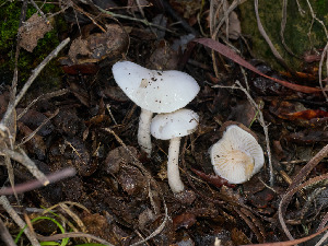  ( - FDS-CA-06674)  @11 [ ] by (2025) Justin Paulin Fungal Diversity Survey