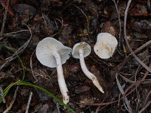  ( - FDS-CA-06674)  @11 [ ] by (2025) Justin Paulin Fungal Diversity Survey