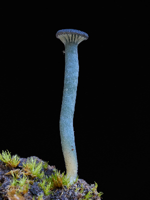  ( - FDS-CA-07173)  @11 [ ] by (2025) Justin Paulin Fungal Diversity Survey