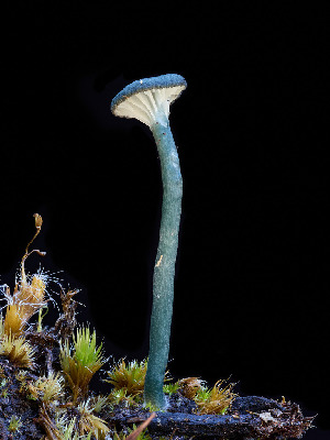  ( - FDS-CA-07173)  @11 [ ] by (2025) Justin Paulin Fungal Diversity Survey