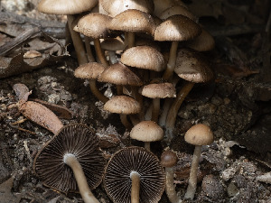  ( - FDS-CA-03814)  @11 [ ] by-nc (2024) Stu Pickell Fungal Diversity Survey