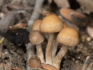  ( - FDS-CA-03814)  @11 [ ] by-nc (2024) Stu Pickell Fungal Diversity Survey