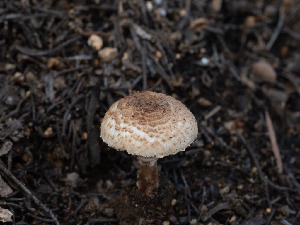  ( - FDS-CA-03650)  @11 [ ] by-nc (2024) Stu Pickell Fungal Diversity Survey