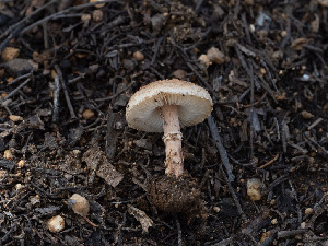  ( - FDS-CA-03650)  @11 [ ] by-nc (2024) Stu Pickell Fungal Diversity Survey