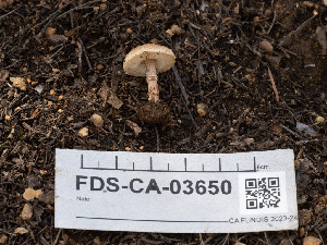  ( - FDS-CA-03650)  @11 [ ] by-nc (2024) Stu Pickell Fungal Diversity Survey
