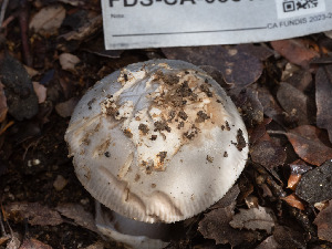 ( - FDS-CA-03643)  @11 [ ] by-nc (2024) Stu Pickell Fungal Diversity Survey
