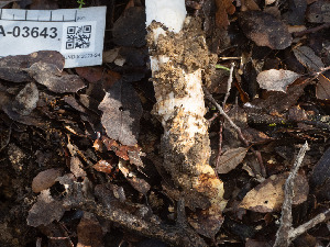  ( - FDS-CA-03643)  @11 [ ] by-nc (2024) Stu Pickell Fungal Diversity Survey