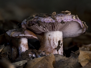  ( - FDS-CA-01340)  @11 [ ] by-nc (2024) Stu Pickell Fungal Diversity Survey