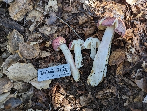  (Russula sp. CA06 - HAY-F-001981)  @11 [ ] Unspecified (default): All Rights Reserved (2023) Stu Pickell FunDiS