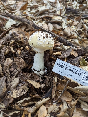  (Amanita pantherinoides - HAY-F-002017)  @11 [ ] Unspecified (default): All Rights Reserved (2023) Stu Pickell FunDiS