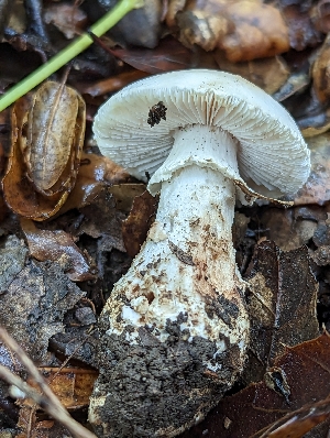  (Amanita sponsus - HAY-F-002028)  @11 [ ] Unspecified (default): All Rights Reserved (2023) Stu Pickell FunDiS