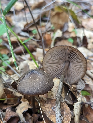  (Entoloma hirtipes - HAY-F-002016)  @11 [ ] Unspecified (default): All Rights Reserved (2023) Stu Pickell FunDiS