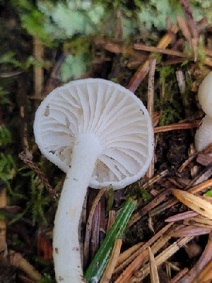  (Hygrophorus exiguus - HAY-F-000581)  @11 [ ] Unspecified (default): All Rights Reserved (2023) Mandy Hackney FunDiS