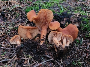 (Lactarius rubidus - HAY-F-000655)  @11 [ ] Unspecified (default): All Rights Reserved (2023) Mandy Hackney FunDiS