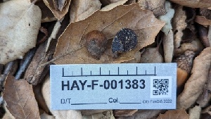  (Melanogaster sp. CA06 - HAY-F-001383)  @11 [ ] Unspecified (default): All Rights Reserved (2023) Michelle C. Torres-Grant FunDiS