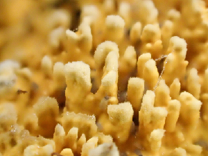  (Irpicaceae - HAY-F-003090)  @11 [ ] cc-by-nc (2023) Dean Lyons FunDiS