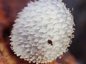  ( - HAY-F-003104)  @11 [ ] cc-by-nc (2023) Dean Lyons FunDiS