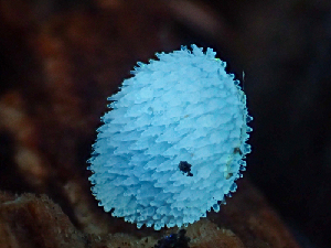  ( - HAY-F-003104)  @11 [ ] cc-by-nc (2023) Dean Lyons FunDiS