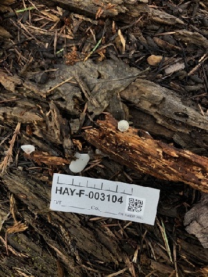  ( - HAY-F-003104)  @11 [ ] cc-by-nc (2023) Dean Lyons FunDiS