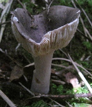  (Russula cyanoxantha - NVE 471)  @11 [ ] CreativeCommons - Attribution Non-Commercial No Derivatives (2013) Natalia Vargas Universidad de Los Andes