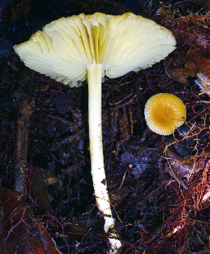  (Rhodocollybia turpis - 1473AMV)  @11 [ ] CreativeCommons - Attribution Non-Commercial Share-Alike  Aida Vasco-P. Unspecified