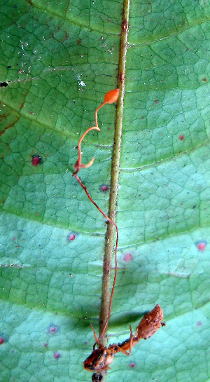  (Ophiocordyceps sphecocephala - TSJ647)  @11 [ ] CreativeCommons - Attribution Non-Commercial No Derivatives (2009) Tatiana Sanjuan Universidad de Antioquia