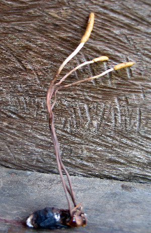  (Ophiocordyceps araracuanensis - TSJ717)  @11 [ ] CreativeCommons - Attribution Non-Commercial No Derivatives (2009) Tatiana Sanjuan Universidad de Antioquia