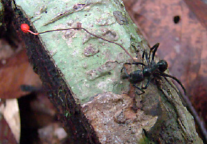  (Ophiocordyceps australis - TSJ926)  @11 [ ] CreativeCommons - Attribution Non-Commercial No Derivatives (2011) Tatiana Sanjuan Universidad de Antioquia