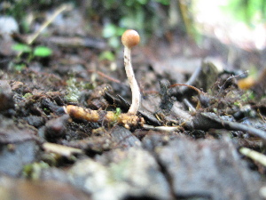  (Ophiocordyceps gracillioides - TSJ935)  @11 [ ] CreativeCommons - Attribution Non-Commercial No Derivatives (2011) Tatiana Sanjuan Universidad de Antioquia