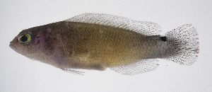  (Pseudochromis jamesi - FUT-051)  @11 [ ] CreativeCommons  Attribution Non-Commercial (by-nc) (2016) Unspecified Smithsonian Institution National Museum of Natural History