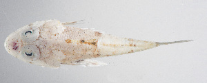  (Onigocia bimaculata - FUT-154)  @11 [ ] CreativeCommons  Attribution Non-Commercial (by-nc) (2016) Unspecified Smithsonian Institution National Museum of Natural History