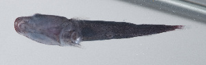  (Discotrema crinophilum - FUT-166)  @11 [ ] CreativeCommons  Attribution Non-Commercial (by-nc) (2016) Unspecified Smithsonian Institution National Museum of Natural History