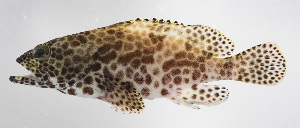  ( - FUT-307)  @11 [ ] CreativeCommons  Attribution Non-Commercial (by-nc) (2016) Unspecified Smithsonian Institution National Museum of Natural History