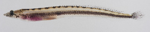  (Chalixodytes tauensis - FUT-334)  @11 [ ] CreativeCommons  Attribution Non-Commercial (by-nc) (2016) Unspecified Smithsonian Institution National Museum of Natural History