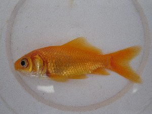  (Cyprinidae - KW11-T308)  @16 [ ] CreativeCommons - Attribution Non-Commercial Share-Alike (2012) SAIAB SAIAB