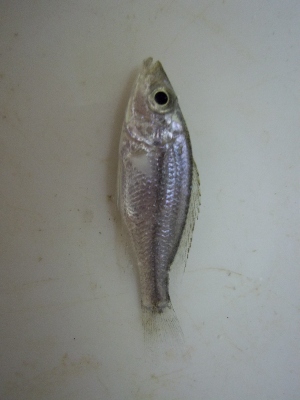  (Dimidiochromis - KW11T157)  @12 [ ] CreativeCommons - Attribution Non-Commercial Share-Alike (2011) SAIAB SAIAB