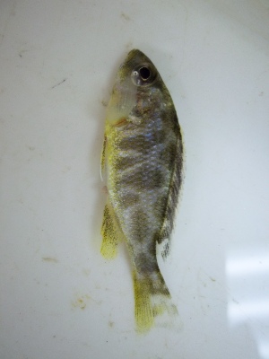  (Nimbochromis venustus - KW11T164)  @12 [ ] CreativeCommons - Attribution Non-Commercial Share-Alike (2011) SAIAB SAIAB