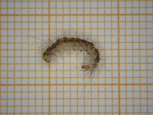  ( - SIHOL2137)  @11 [ ] Unspecified (default): All Rights Reserved  nrr Unspecified